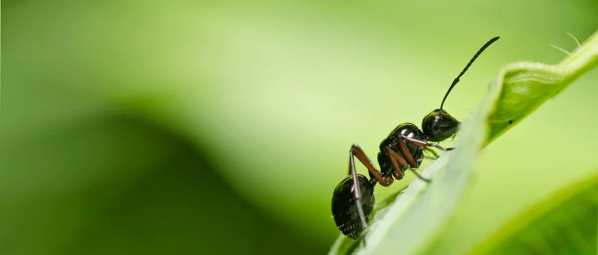 Searles How To Control Ants In The Garden